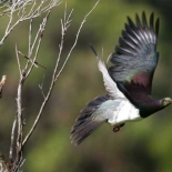 Copy of Wood pigeon