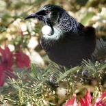 Tui