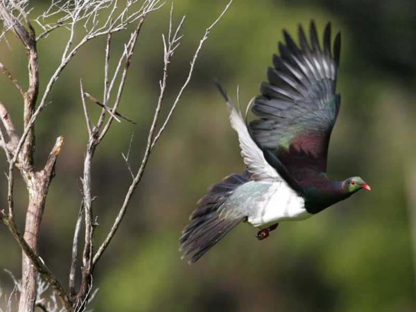 Wood pigeon lake tarawera trail map